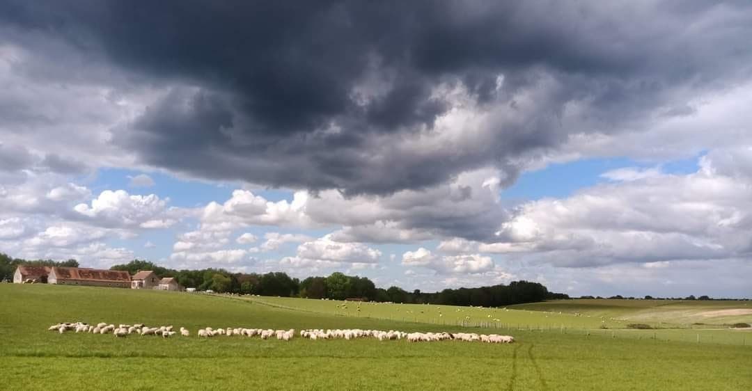 Les moutons de Cotron