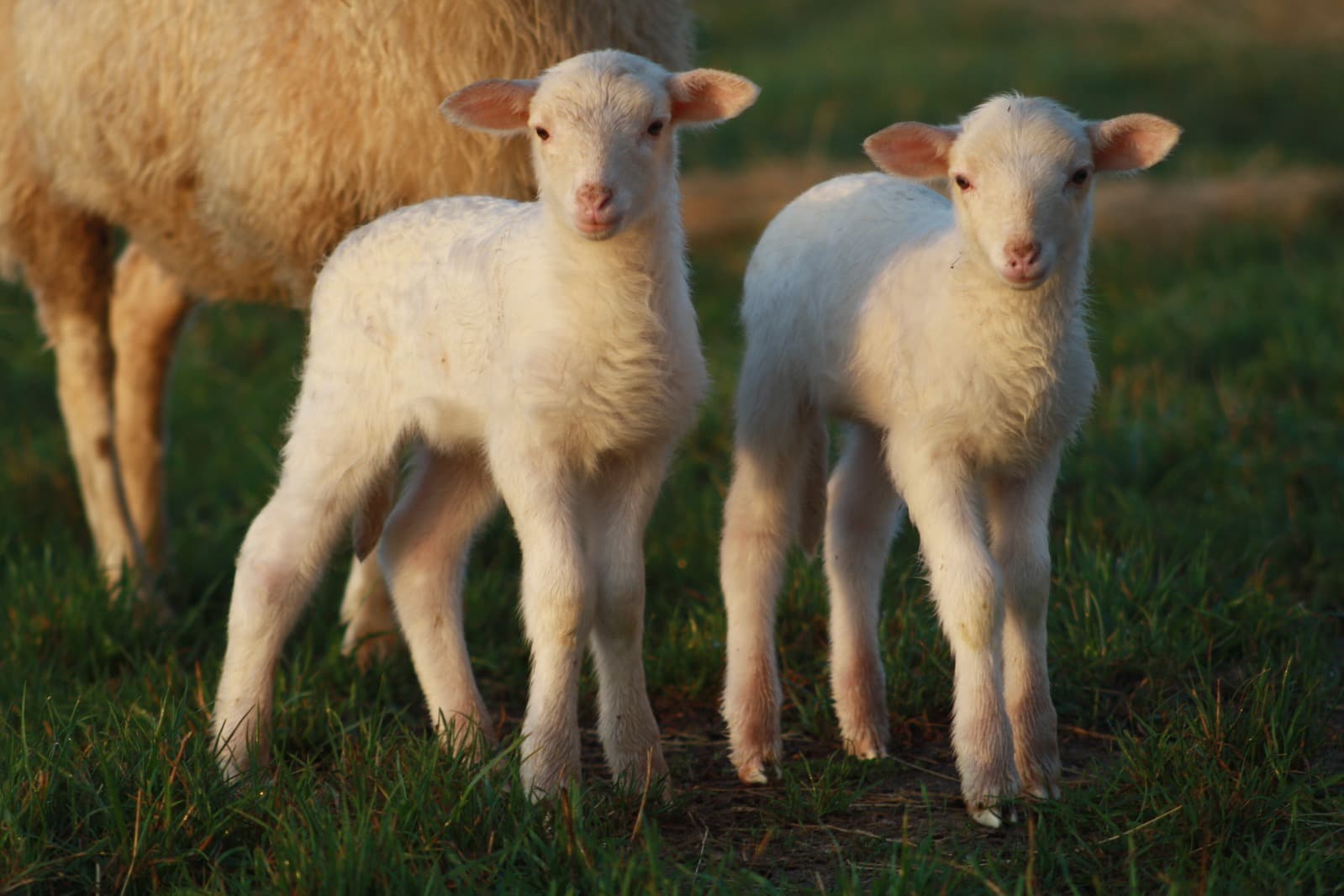Les moutons de Cotron