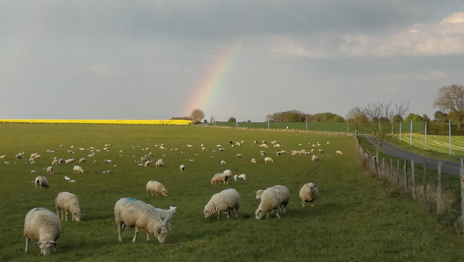 Les moutons de Cotron
