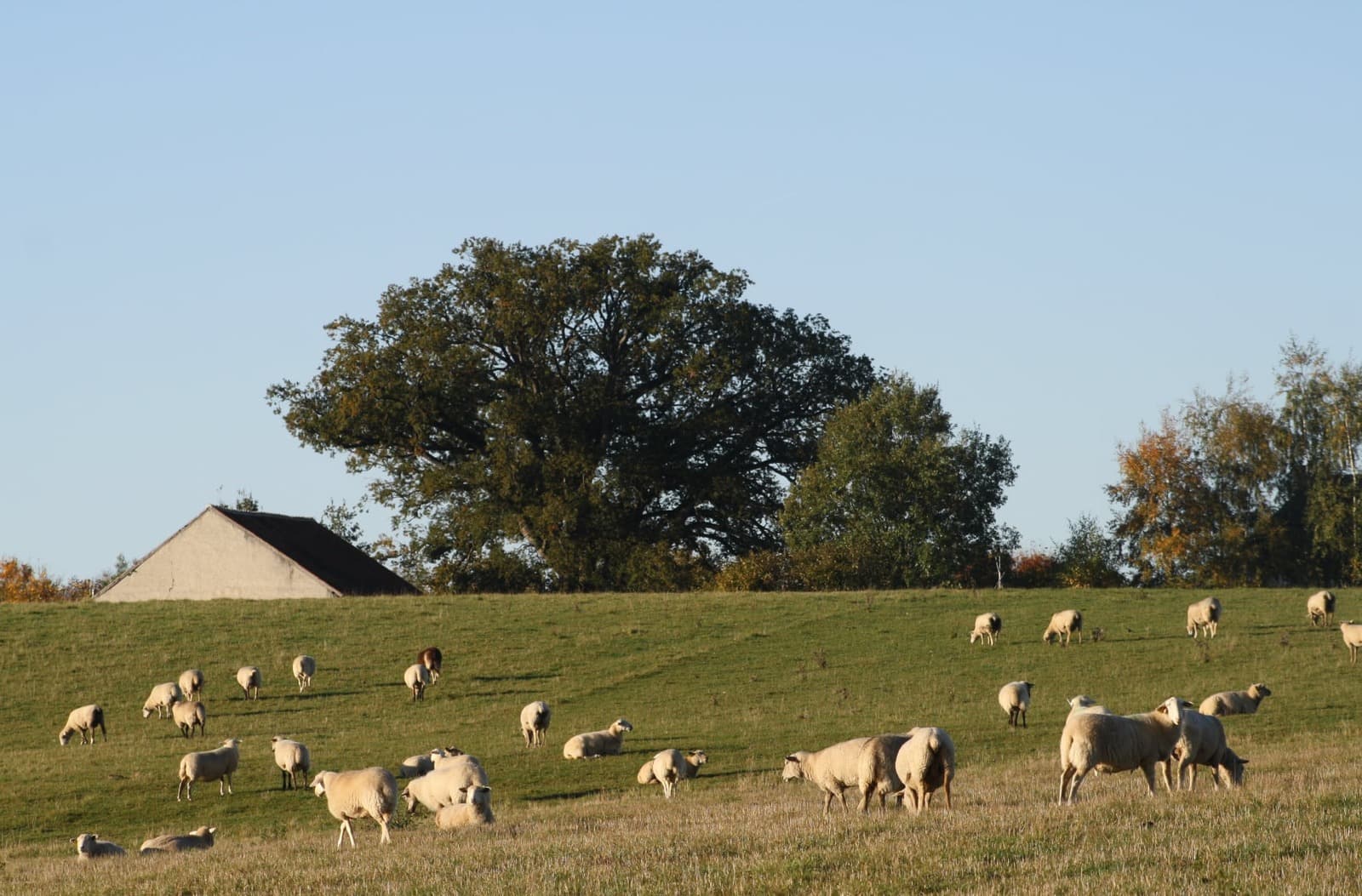 Les moutons de Cotron