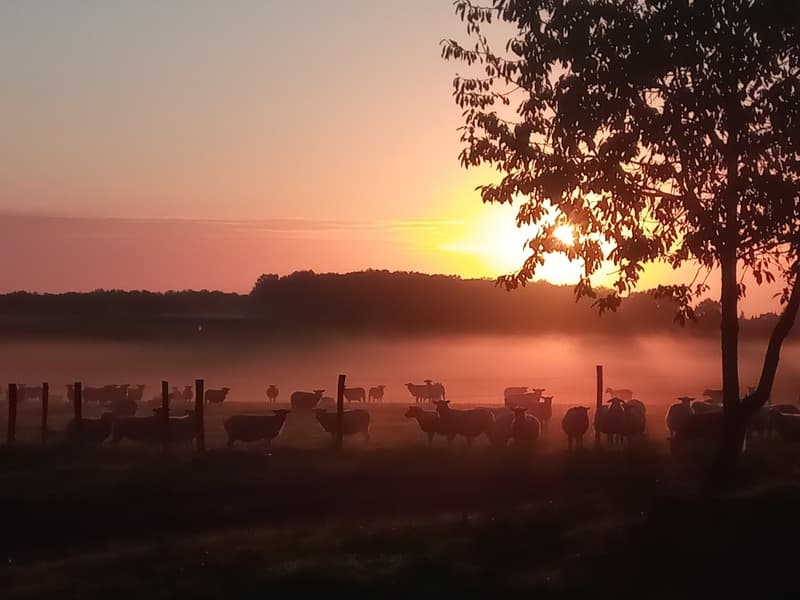 Les moutons de Cotron